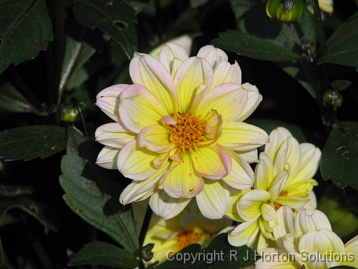 Dahlia D Yellow White